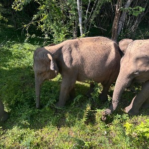 Yala National Park taxi service Sri Lanka